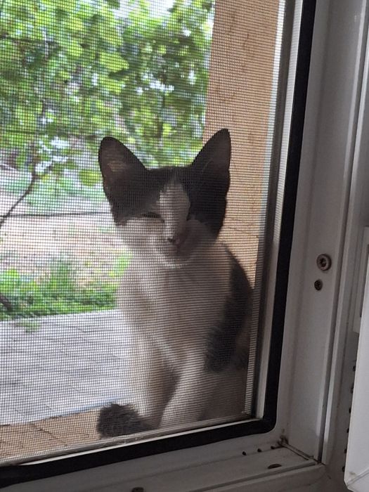 Пропала кошка по имени масяня