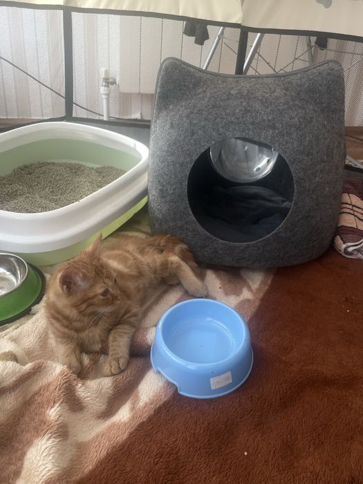 Iki oylik mushuk hama narsasi ichida parodasi visla uxiy rangi sariq.