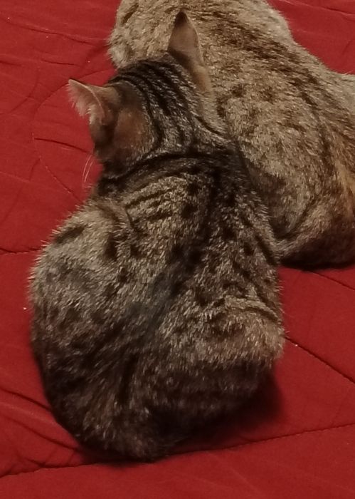 Пристраивается котенок бесплатно