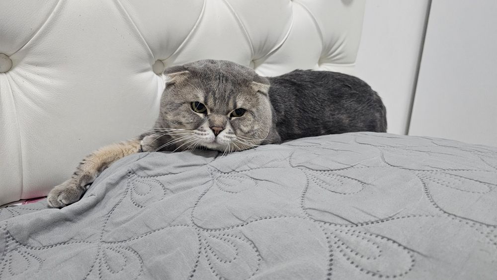 Кот британской породы