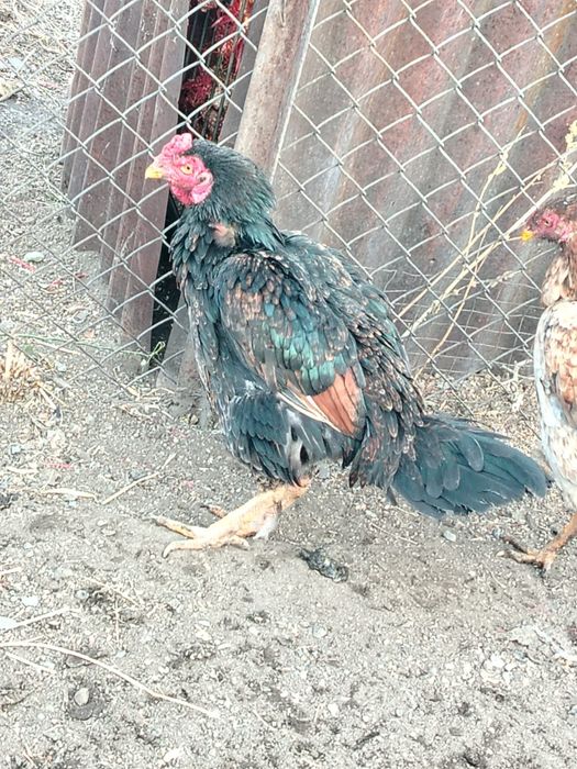 Чистокровные Шамо даканы