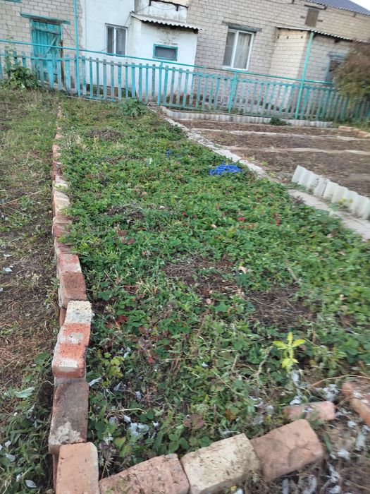 Продается саженцы малины и клубника