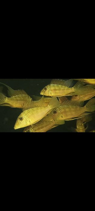 Geofagus satanoperca Jurupari