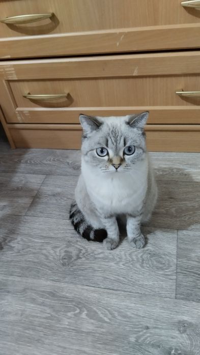 Кошки собаки продаются