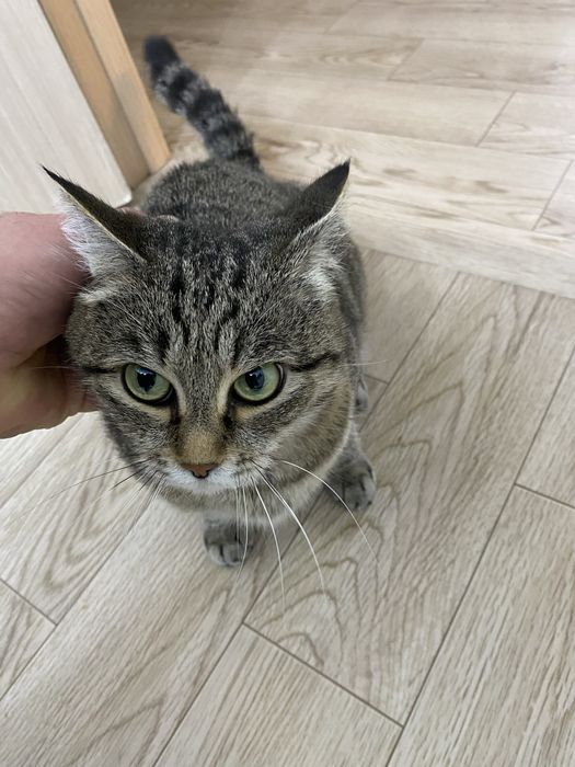 Отдам кошку в добрые руки