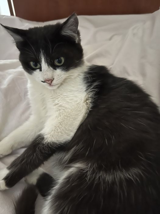 Отдам в добрые руки