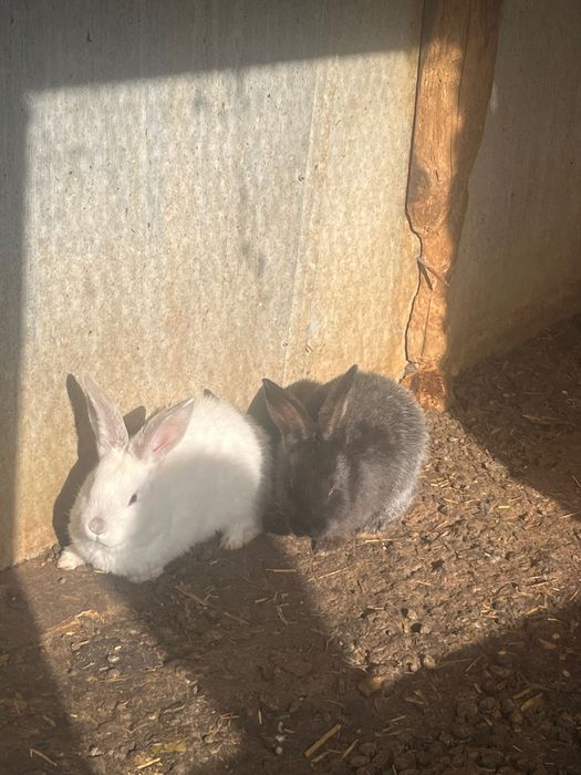 Малки и Големи Зайци