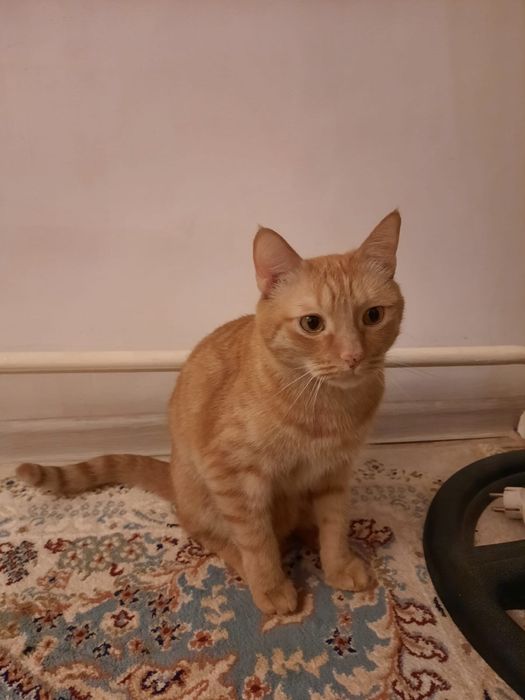 Отдам кота в хорошие руки