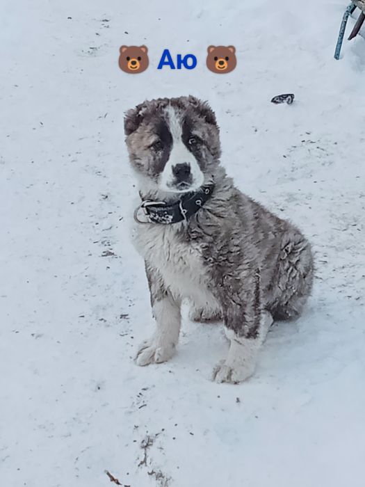 Алабай күшік сатылады