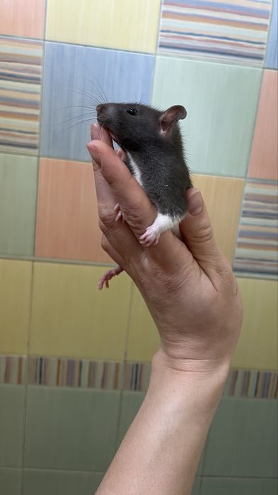 Продам ручных крысят