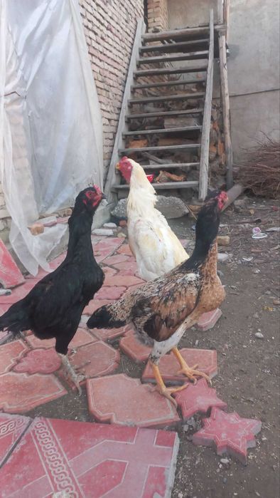 kulangi.Shamo .turk.karees.dakan.tovuq.mokion