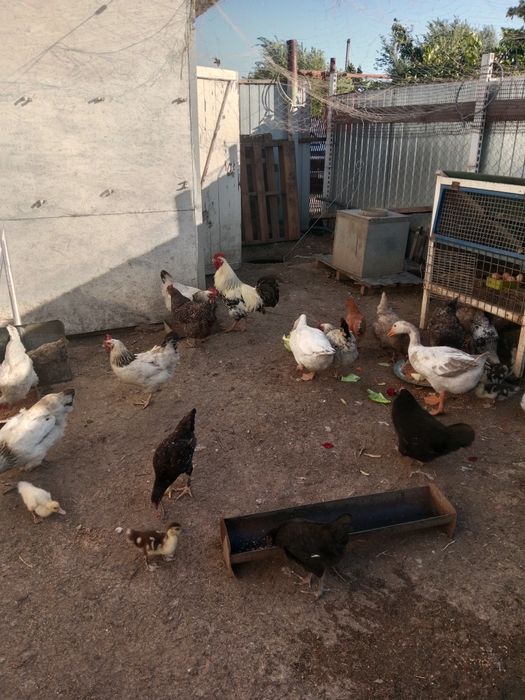 Продам кур находимся