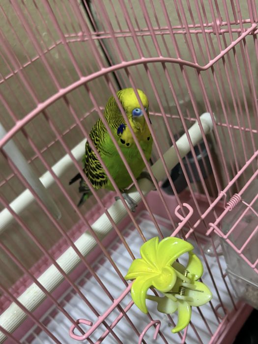 Попугай с клеткой
