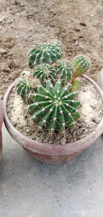 Кактус цветущие .