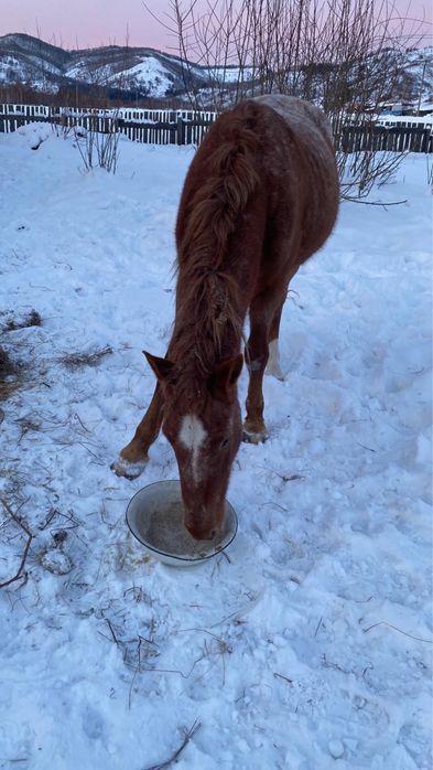 Жеребец 5 лет обьезженый