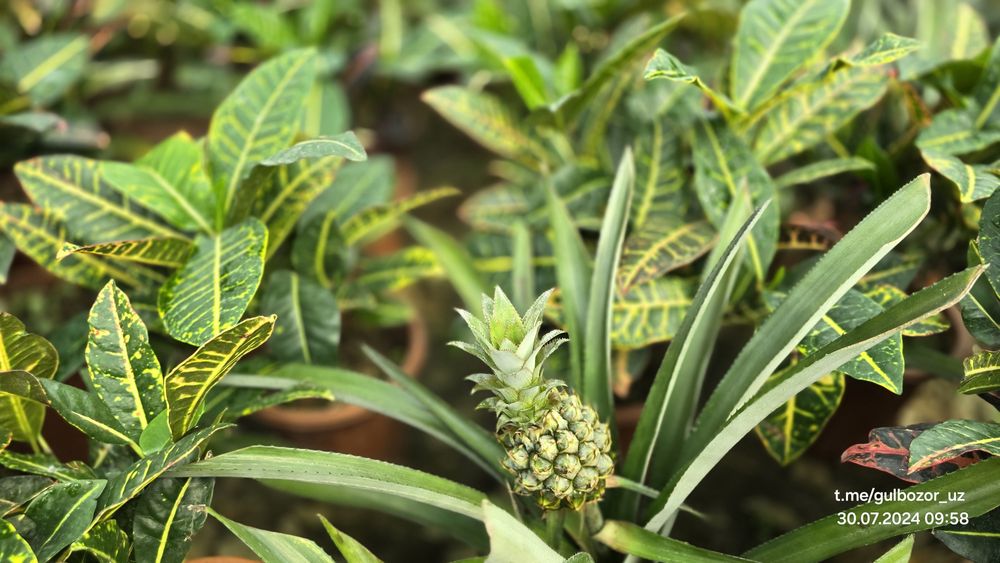 Hona gullari Комнатные растения гул цветы усимлик манзара декоративные