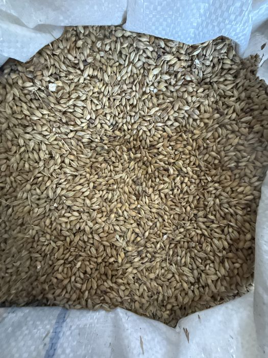 Пшеница Бидай Ячмень Арпа