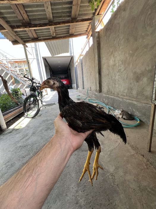 Dakan jojalar may oyini oxirida ochilgan