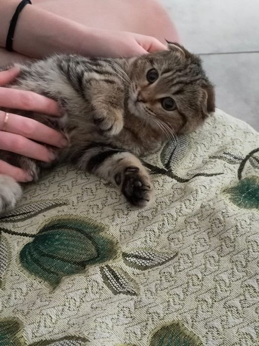 Котята веслоухие