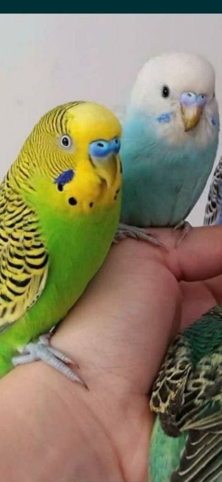 Попугай  молодые волнистые