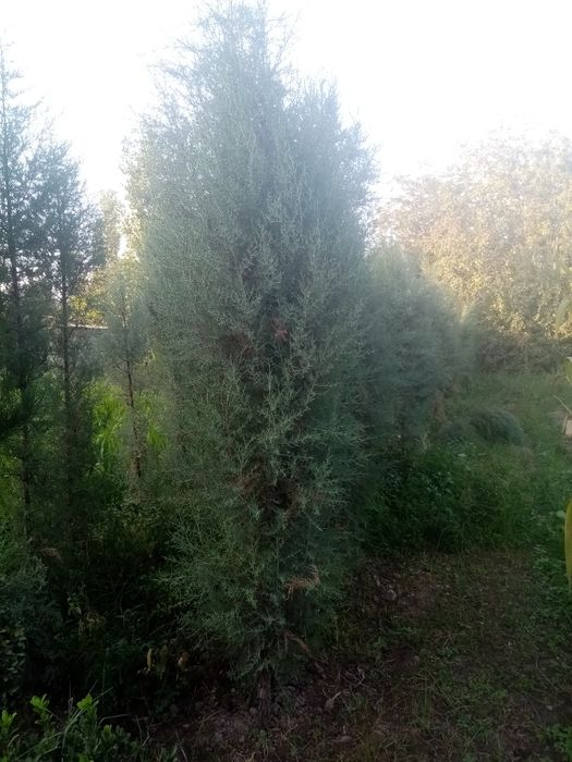 XAR turdagi manzarali archalar