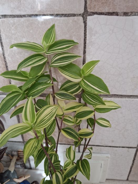 Продам комнатные цветы