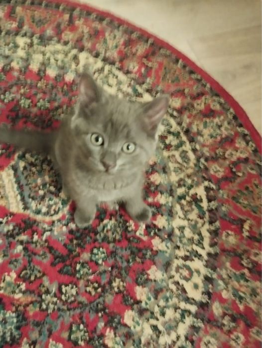 Продаются котята