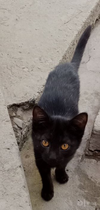Котята,2,5мес,мальчики и девочки
