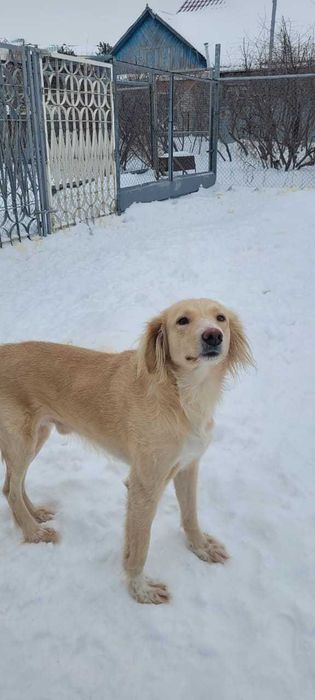 собака-мальчик ищет хозяина