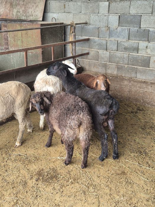 Бараны пос жетыген