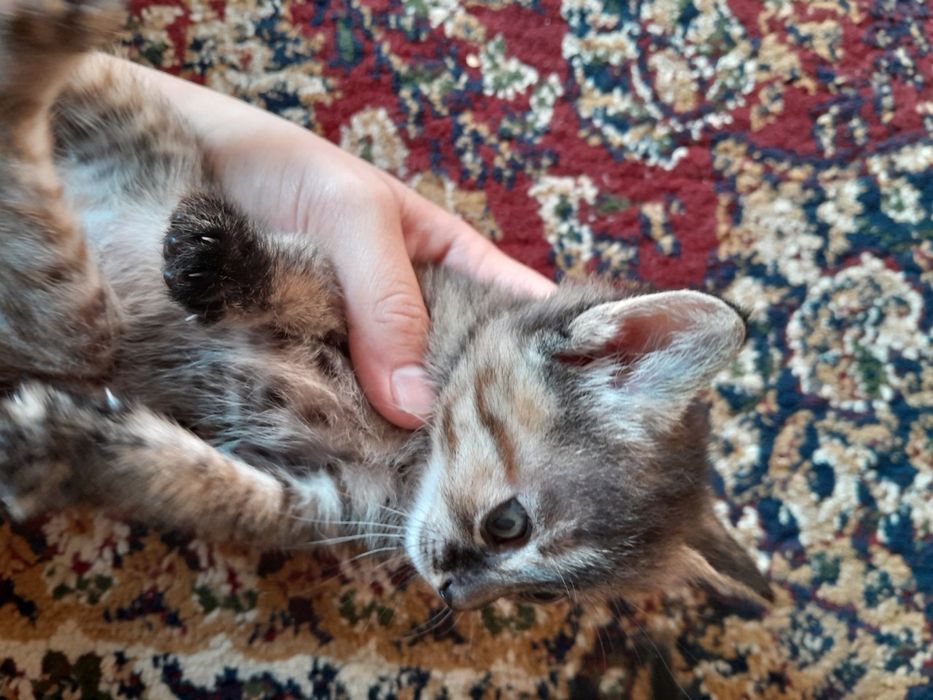 Котёнок 3шт