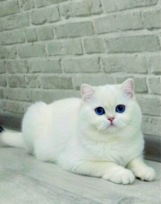 Вязкага киз мушукларни таклиф киламиз