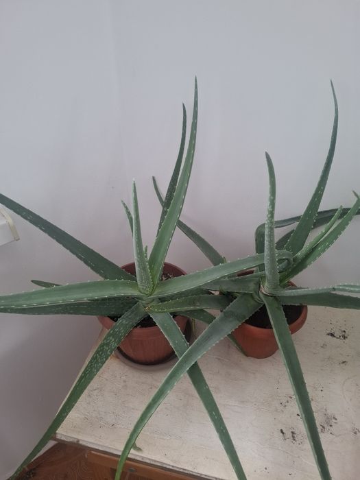 Продаю комнатные цветы