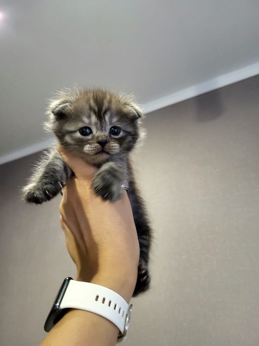 Плюшевые Шотландские Котята.