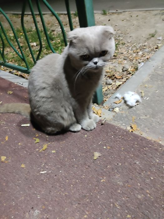 Ищем любителей шотландских вислоухих котеек
