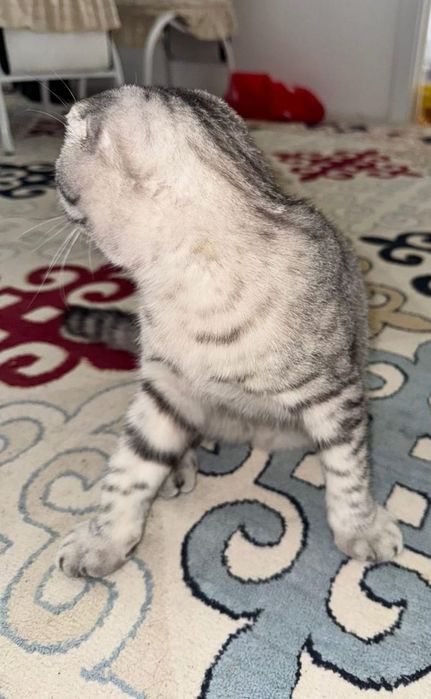 Шотландский кошка