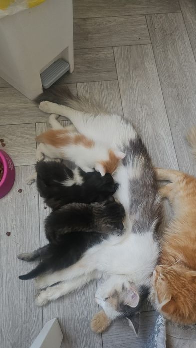 Отдам в добрые руки котят