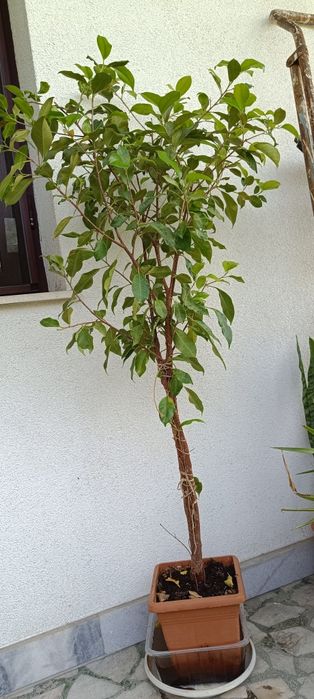 Фикус Бенджамин Microcarpa 145-135см.