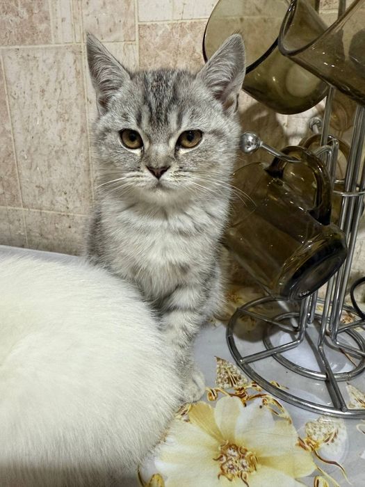 Продается котята