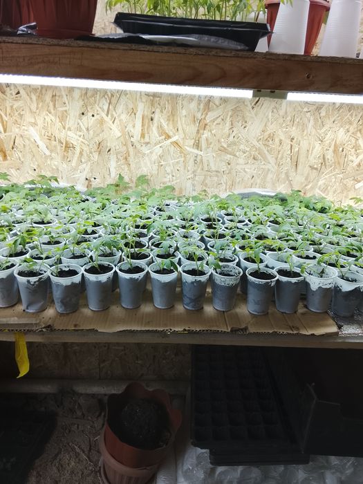 Продам рассаду помидор