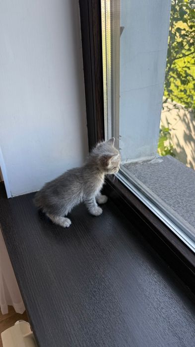 Котенок в добрые руки