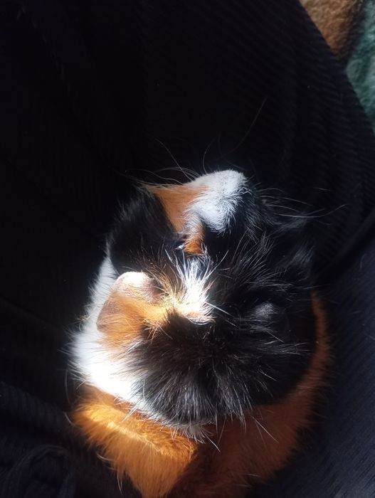 Продам морских свинок самка и самец