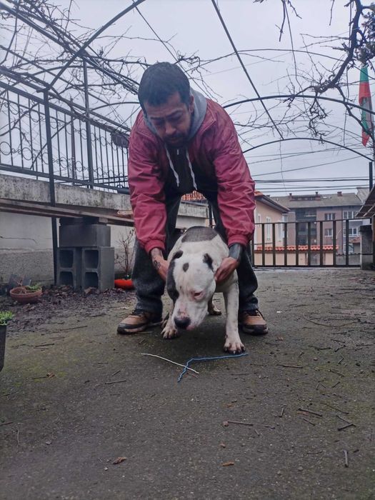 Питбул   син нос