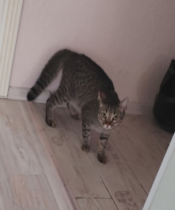 Кот кастрированный