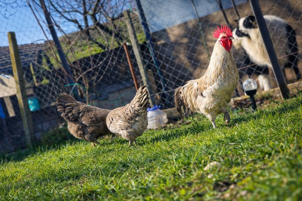 Оплодени Яйца от Шведски Исбар 0.80€