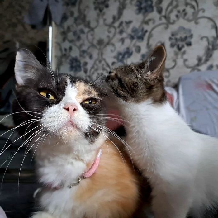 Манчкин-крошка котенок