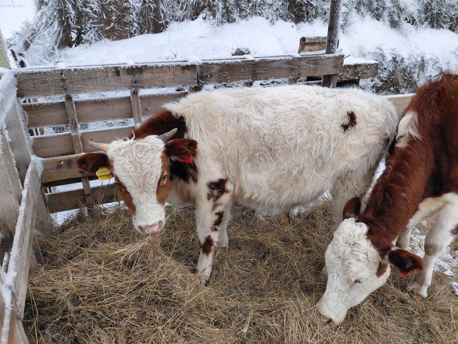 Продам коров и телят