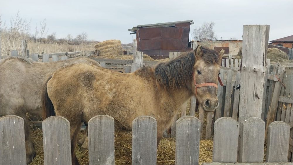 Айғыр саттам иии