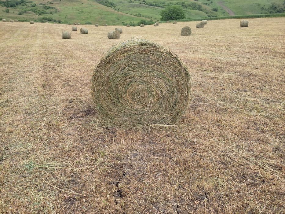 Baloți lucernă prima cositură