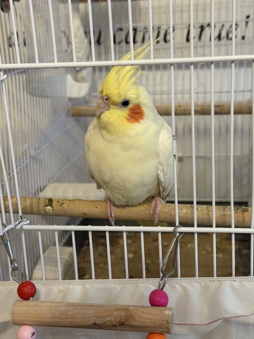 Nimfe pereche 7 luni